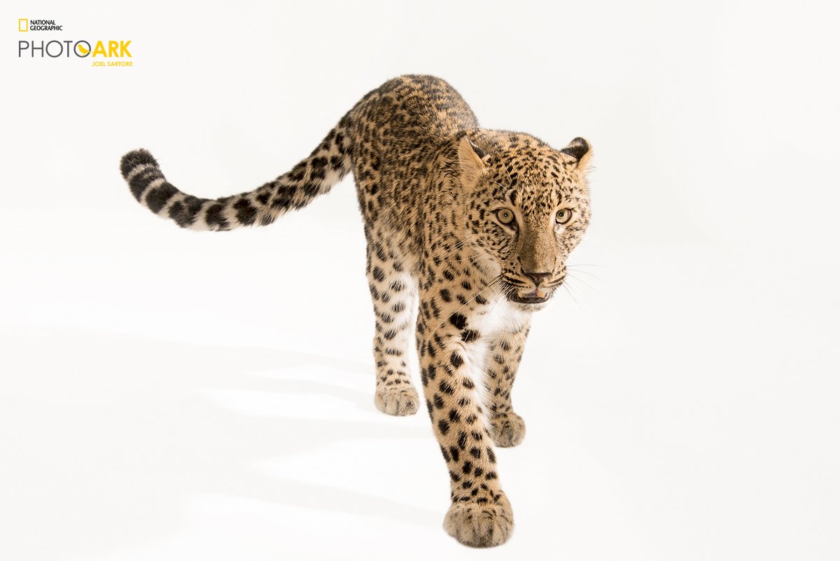 National Geographic on Twitter: