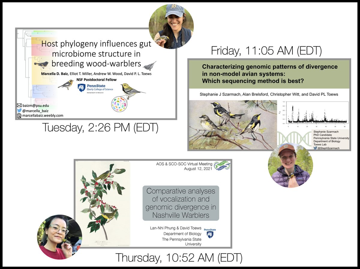 davetoews's tweet image. Just three wicked warbler talks to add to your #2021AOS_SCO schedule by @marcella_baiz, @StephSzarmach, and @lannhiphung!