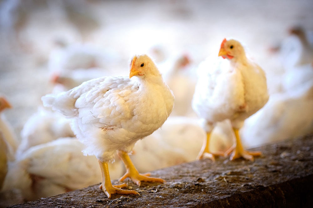 #AnimalHealth | #Broiler activity is related to gait, but activity recordings alone cannot fully distinguish between birds with a good or suboptimal gait. 

News about the publication <a href="/PoultrySci/">Poultry Science Association (PSA)</a> #wur_abg: 
wur.nl/nl/Onderzoek-R…