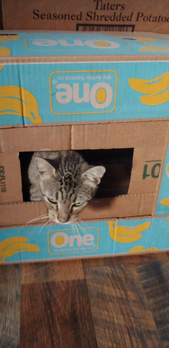 NanaT45299560's tweet photo. People worry about deadly spiders in banana boxes. I worry about being ambushed #CatsOfTwitter #meankitty https://t.co/2H86MklnZk