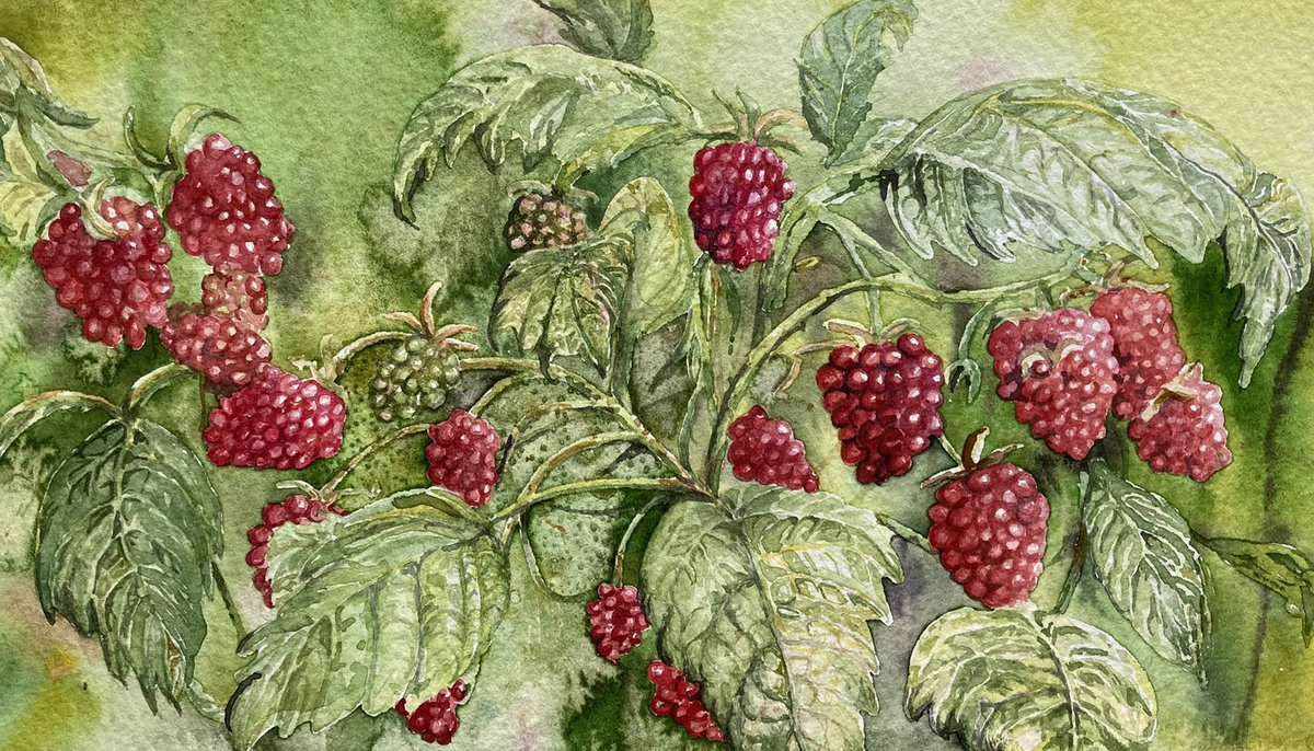 RonnyLoxton's tweet photo. Raspberry time of year
#watercolour 
#painting 
#raspberries https://t.co/HhdOp92ZIK