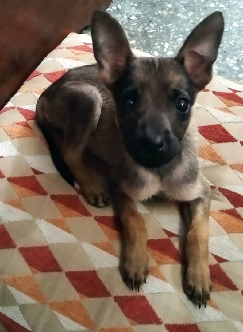 tistjmay's tweet photo. Adopción CCS 0424/256-80-62 preferiblemente casa con condición de esterilización @PerroUsuario @AdopcionTransit @Adoptacaracas @AdoptaMascotaVE https://t.co/d2hHrn8hPa