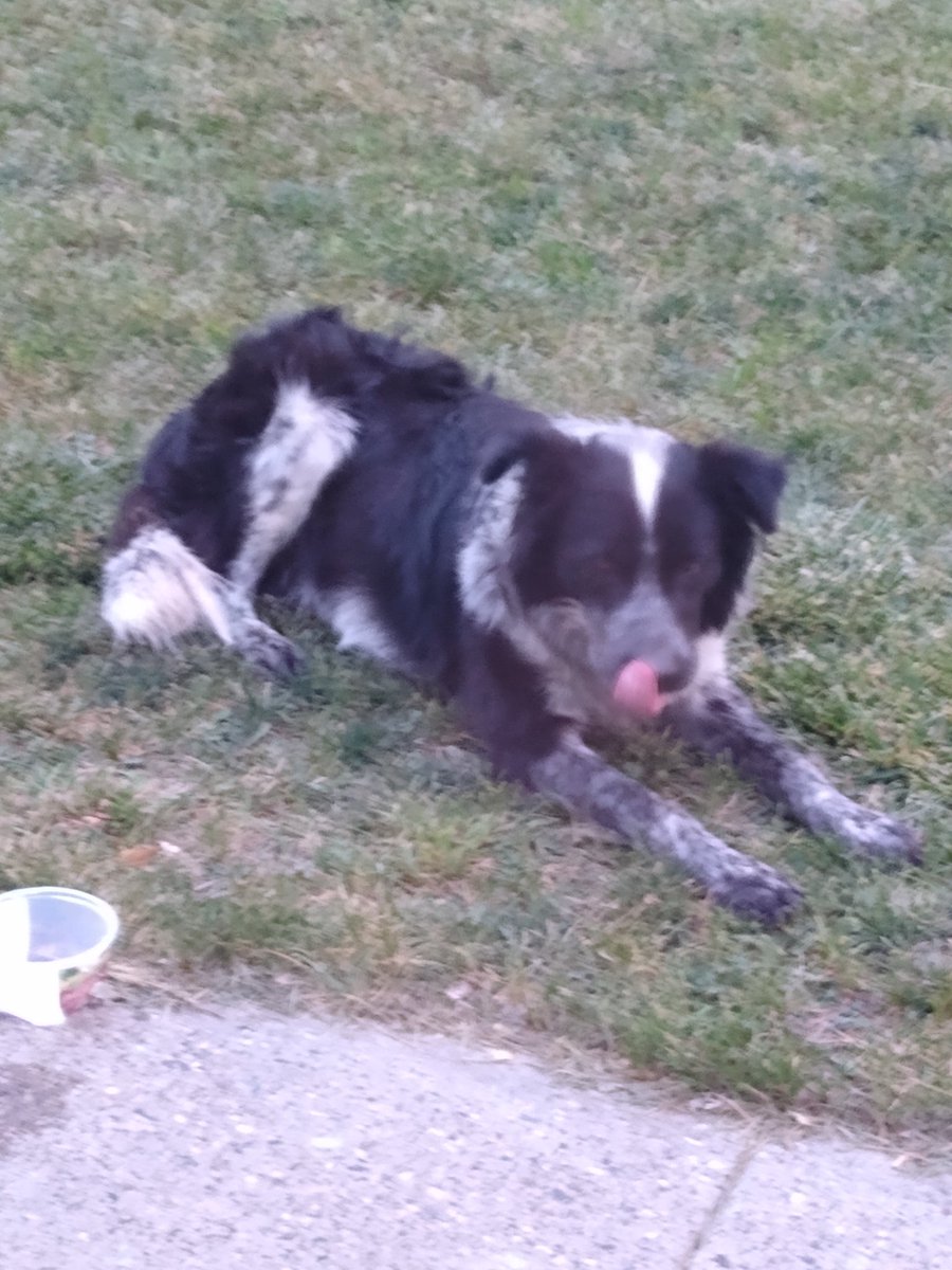 DebWWH's tweet image. Oreo, a stray that visits everyday!