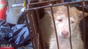 LoveIsNeededNow's tweet photo. This is the face of hopelessness, sorrow, despair. Yes this is the face of the dog meat trade. If we all join together to demand the dog & cat meat trade must stop, we can manifest change. We must all take a stand. What will you do? Please reply w/#stopdcmt
#MondayMotivation https://t.co/Xu0YxyVOXS