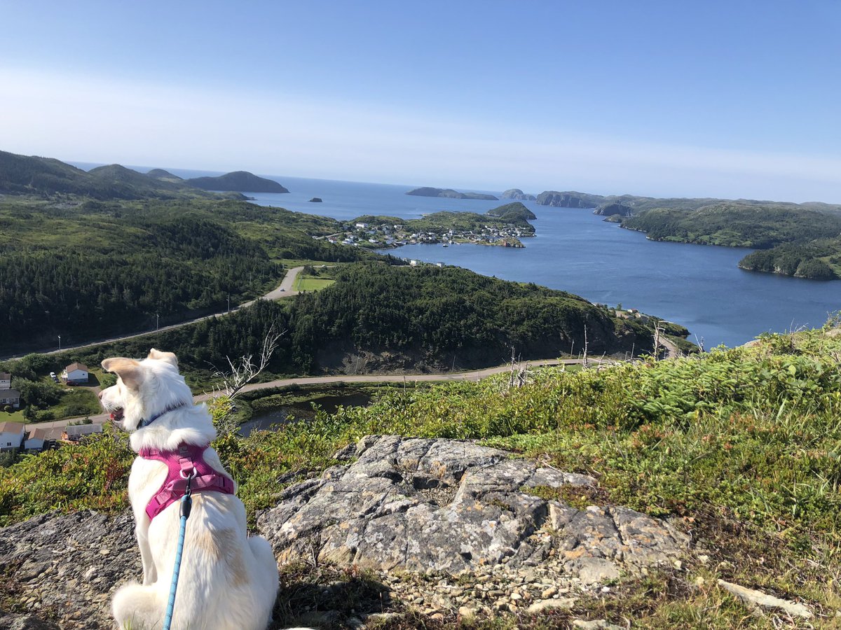 sktobin's tweet photo. Cook’s Lookout in the beautiful town of Burin. Such a wonderful hike. #Newfoundland #hikedabootchallenge #BPtrailschallenge #hikenl #nlwx https://t.co/SugLZCM86g