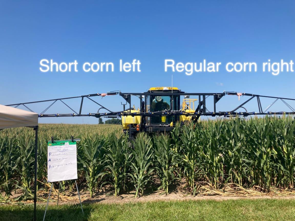 DKAS North Indiana on Twitter: "Short stature corn is something our  breeders are working on to prevent lodging, allow full season access for  sprayers, and maintain the yield we typically see in @
