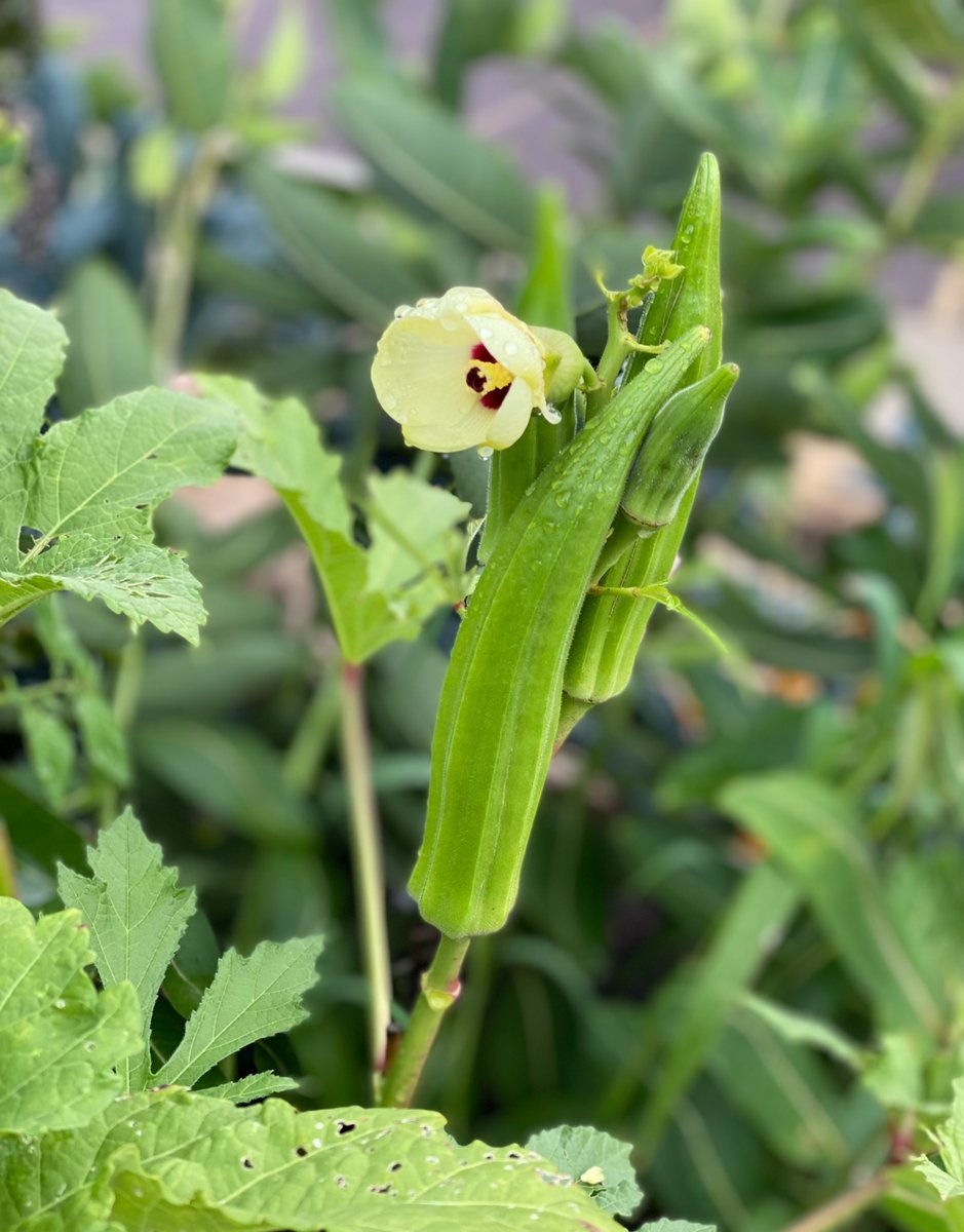 Wingra School tweet media