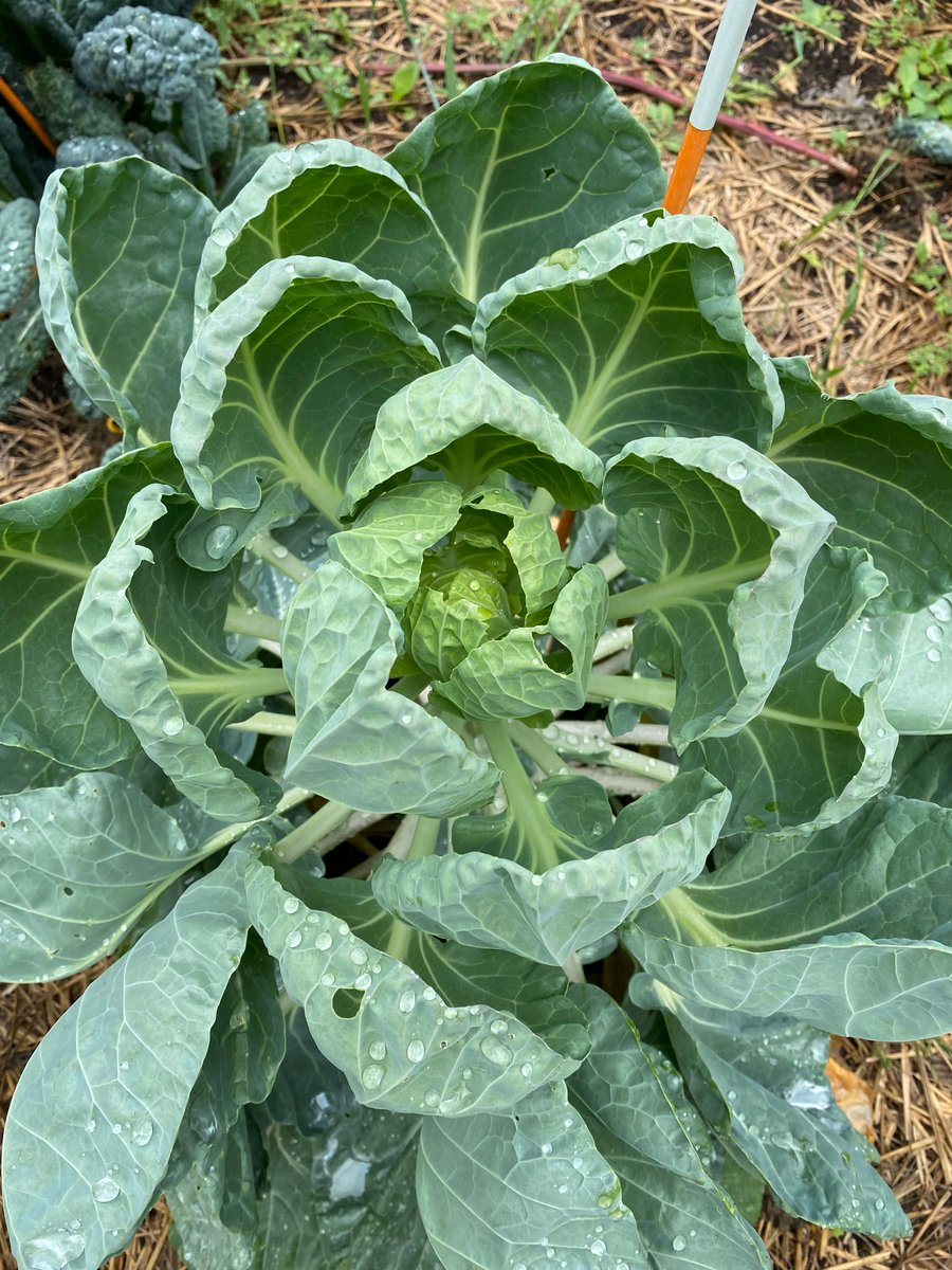 Our gardens are something to behold after a rain!