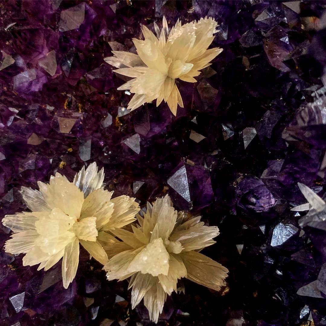 GeologyTime's tweet photo. Calcite Flowers on Amethyst FROM Artigas Uruguay

Photo: Matrix India

#minerals #crystals https://t.co/bJhyz5oik3