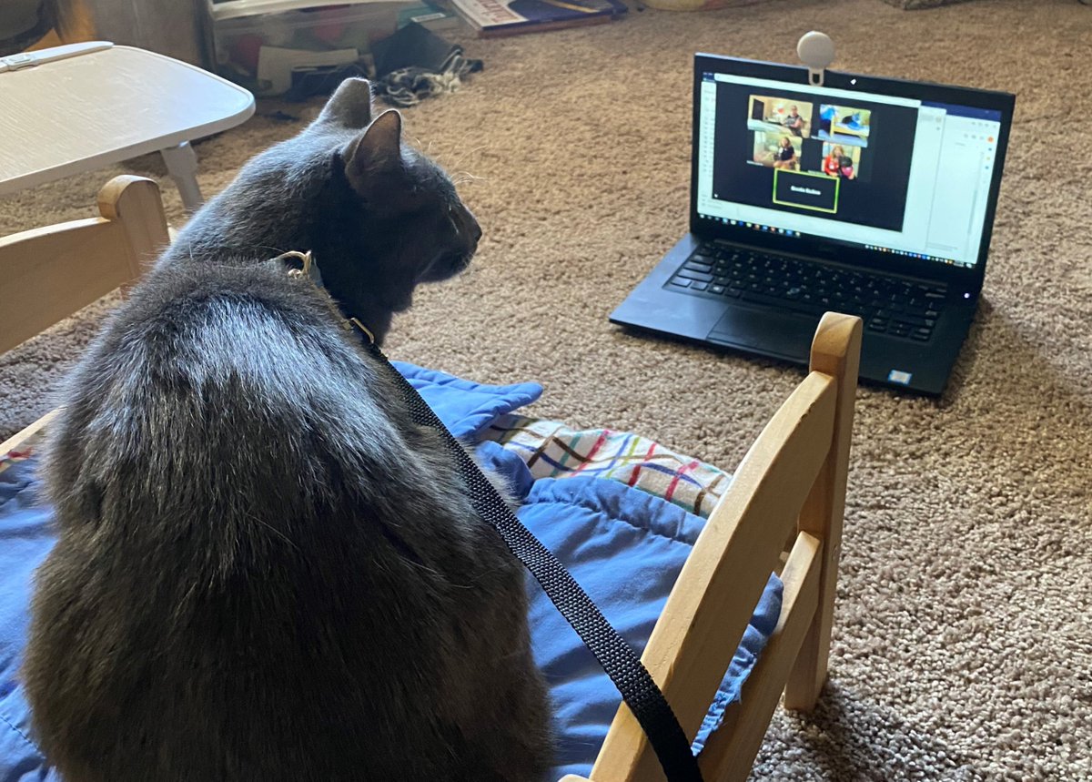 pet_partners's tweet photo. In-person therapy animal visits are resuming, but other types of visits are still an option! Virtual &amp; alternative visits can provide the benefits of animal-related engagement as well. Learn more: https://t.co/ovmQ9naYVw https://t.co/gVQ4QTutRU