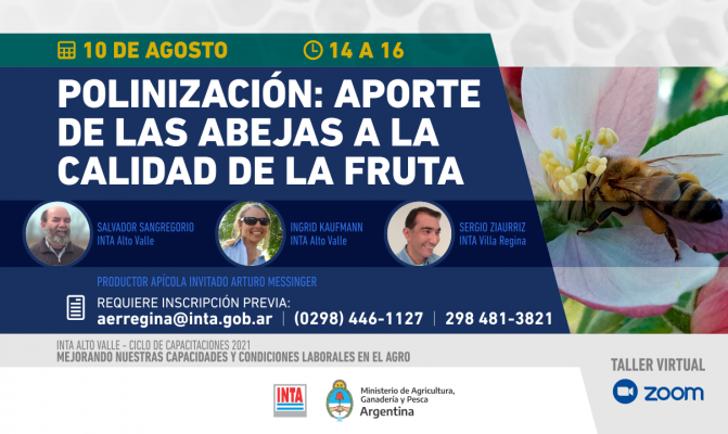 #Capacitación: 🇦🇷  El 10/8 de 14:00 a 16:00 hora Argentina se desarrollará el taller virtual de polinización: aporte de las abejas a la calidad de la fruta en el zoom de INTA.🐝👉 Requiere inscripción previa al 📧 aerregina@inta.gob.ar o al 📞 (0298) 446-1127 o 298  481 -3821