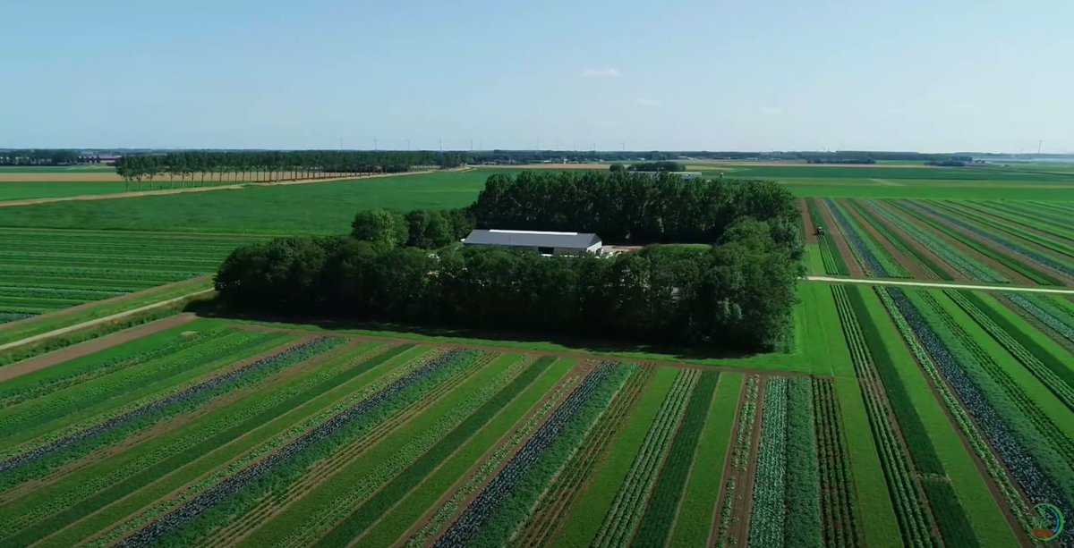 RachelleEerhart's tweet photo. Jeminee, wat is dit mooi! Cornelis Mosselman doet belangrijk pionierswerk op Goeree-Overflakkee met zijn biologische strokenteelt. En dit is dus blijkbaar hoe het er echt uit ziet nu, bizar! Waar blijven de toeristen, t zijn net bollenvelden.. Filmpje > https://t.co/dsNYzIeVG8 https://t.co/F6jbL6ybry