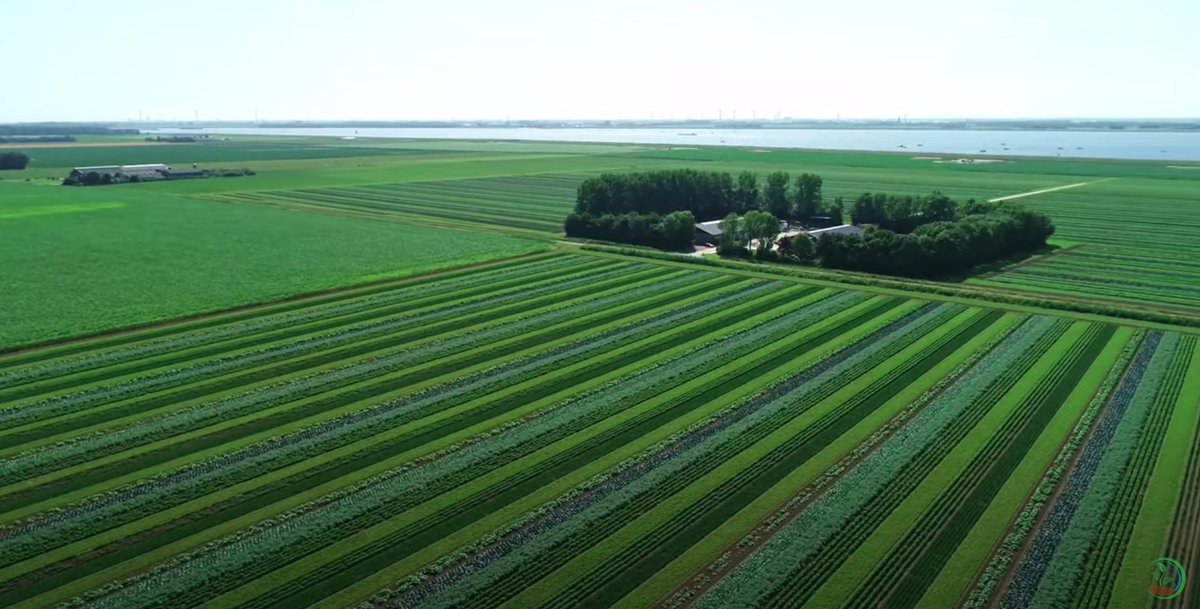RachelleEerhart's tweet photo. Jeminee, wat is dit mooi! Cornelis Mosselman doet belangrijk pionierswerk op Goeree-Overflakkee met zijn biologische strokenteelt. En dit is dus blijkbaar hoe het er echt uit ziet nu, bizar! Waar blijven de toeristen, t zijn net bollenvelden.. Filmpje > https://t.co/dsNYzIeVG8 https://t.co/F6jbL6ybry
