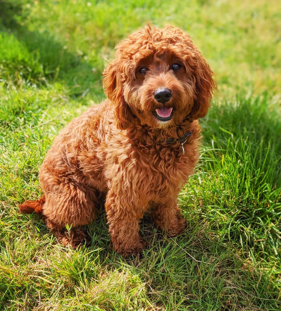 dansdogdaycare's tweet photo. You wouldn't have an Indie-cation it was Monday from the smile on that face 😂 #mondaymuttivation 😘🧡🐶🐾
#dansdogdaycare #cavapoo #cavoodle #puppy #cavapooworld #cavapoopuppy #puppylove #dog #cavapoolove #dogs #cavoodlepuppy #cavapoolife #puppylife #poodlemix #cute #cavapoos https://t.co/HLvbtkoF5Y
