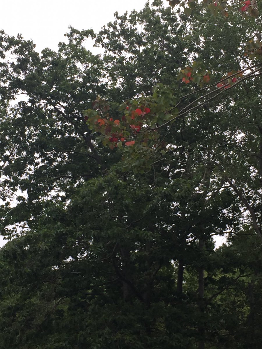 cindiflowwrites's tweet photo. Little early for fall colors! SandyBoy will be happy as the flies will disappear.  #horses #autumn #childrensbooks ⁦@authoress_cj⁩ ⁦⁦@MannWrites⁩ ⁦@diannfloydboehm⁩ https://t.co/L0SVPLJjne