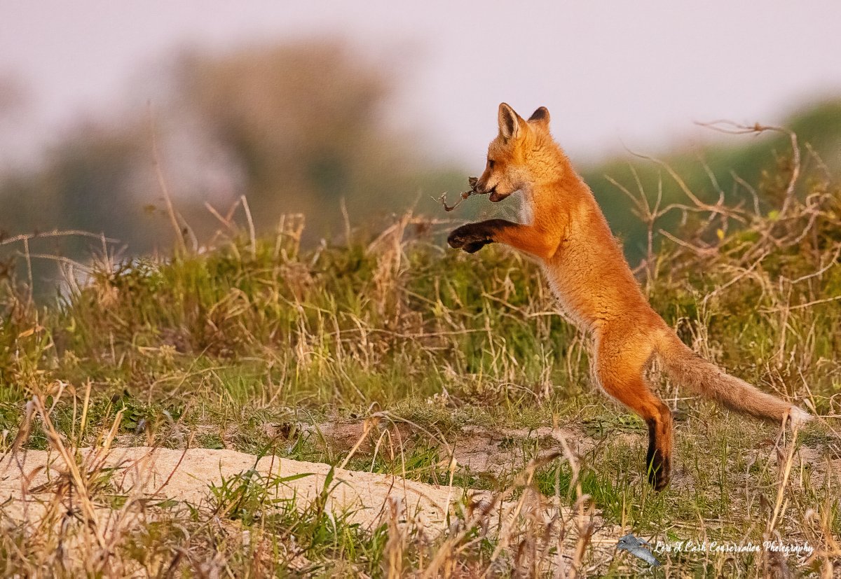 LoriACash's tweet photo. Red fox kit jumping in the air with prey in mouth as the kit was playing with his prey during an early spring morning. The momma fox had brought this prey for the kit to enjoy.
#redfoxkit #foxes #wildlife #TwitterNatureCommunity
https://t.co/gQtPYYSeU2 https://t.co/6k9W0neft5