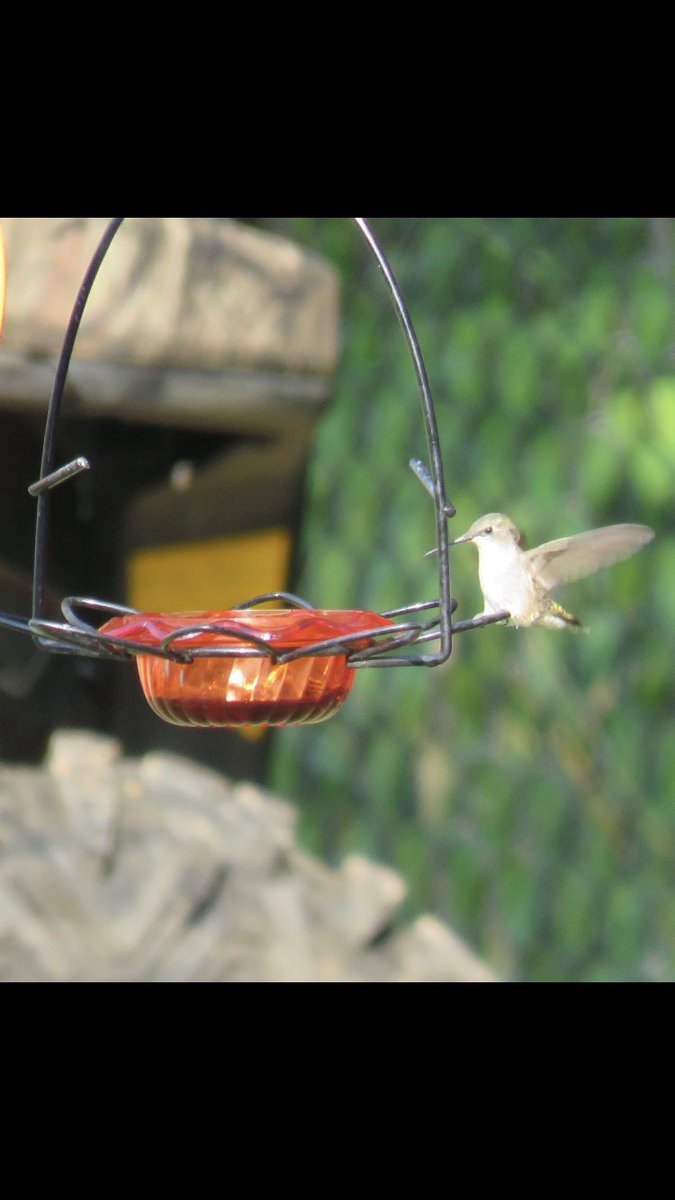 puttsandmutts's tweet photo. Finally able to get a few photos of the hummingbird that likes to visit my grape jelly feeders, they are a small but mighty bird 🐦#Hummingbirds #BackyardBirds #BirdsOfMinnesota https://t.co/TcEyqUP0nf