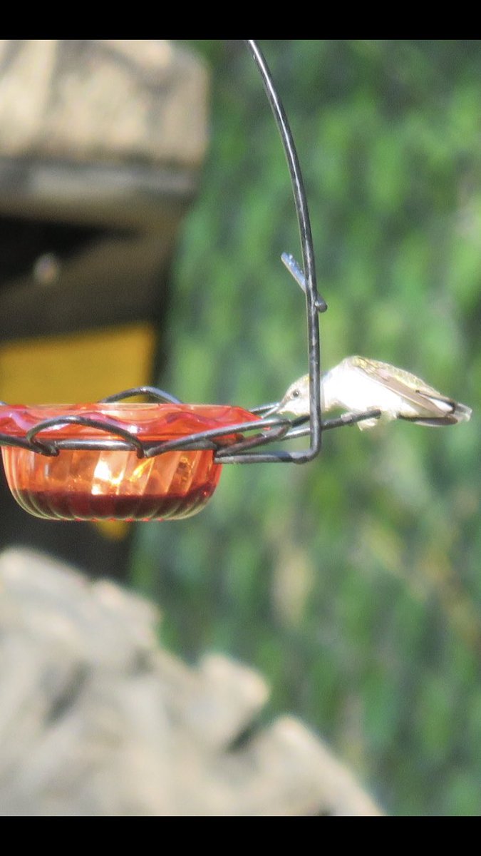 puttsandmutts's tweet photo. Finally able to get a few photos of the hummingbird that likes to visit my grape jelly feeders, they are a small but mighty bird 🐦#Hummingbirds #BackyardBirds #BirdsOfMinnesota https://t.co/TcEyqUP0nf