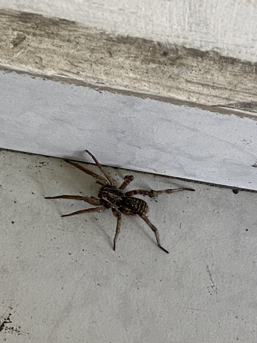 afazvi's tweet photo. @Arachno_Cosas nos encontramos esta compañera en nuestra área de trabajo, Cd Guadalupe, Nuevo León.
IM? https://t.co/kvNJibsLxD
