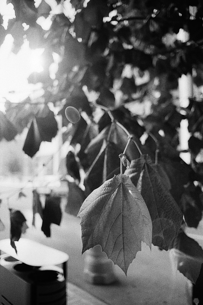 A flair for flare.
-
Monterrey, Nuevo León, México.
-
Asahi Pentax Spotmatic &amp; Chinon 28/2.8  - Kodak Double-X - HC110(H).

#film #filmphotography
#HeyFSC #BelieveInFilm #shootfilmbenice #keepfilmalive