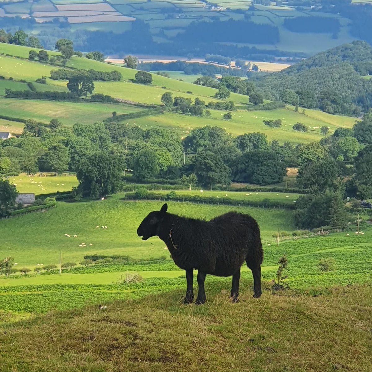 whifferg's tweet photo. Fabulous hike #haybluff #blackmountains Really valued the help and advice from the ranger in the carpark .... I will definitely be back 🏴󠁧󠁢󠁷󠁬󠁳󠁿 https://t.co/hIRcd4OVWV
