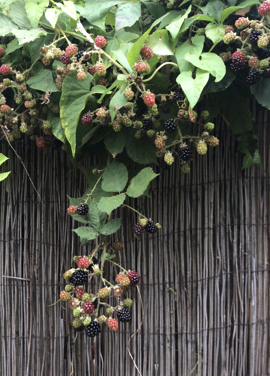 When you pick up a punnet of blackberries from the shop before realising what all the recent summer rain has done to your garden... fortunately, I really, really like blackberries! #gardening #summer