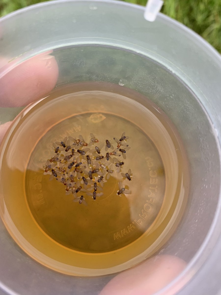 Spotted wing drosophila found in Debert this morning 👀 #SWD