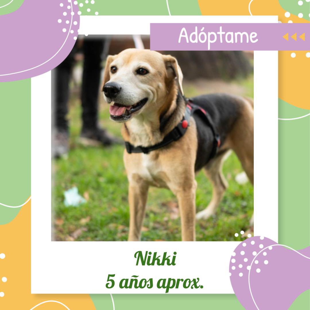magato0730's tweet photo. Hola si nombre es Nikki tengo 5 años, soy un #perrobeagle en #AdopciónResponsable en #Bogota o sus alrededores. Durante muchos años vivi amarrado en una terraza pero #ramonapets  me rescató y ya estoy listo para tener una familia. https://t.co/VhwNMKJSrY https://t.co/BIrFSlwRzQ