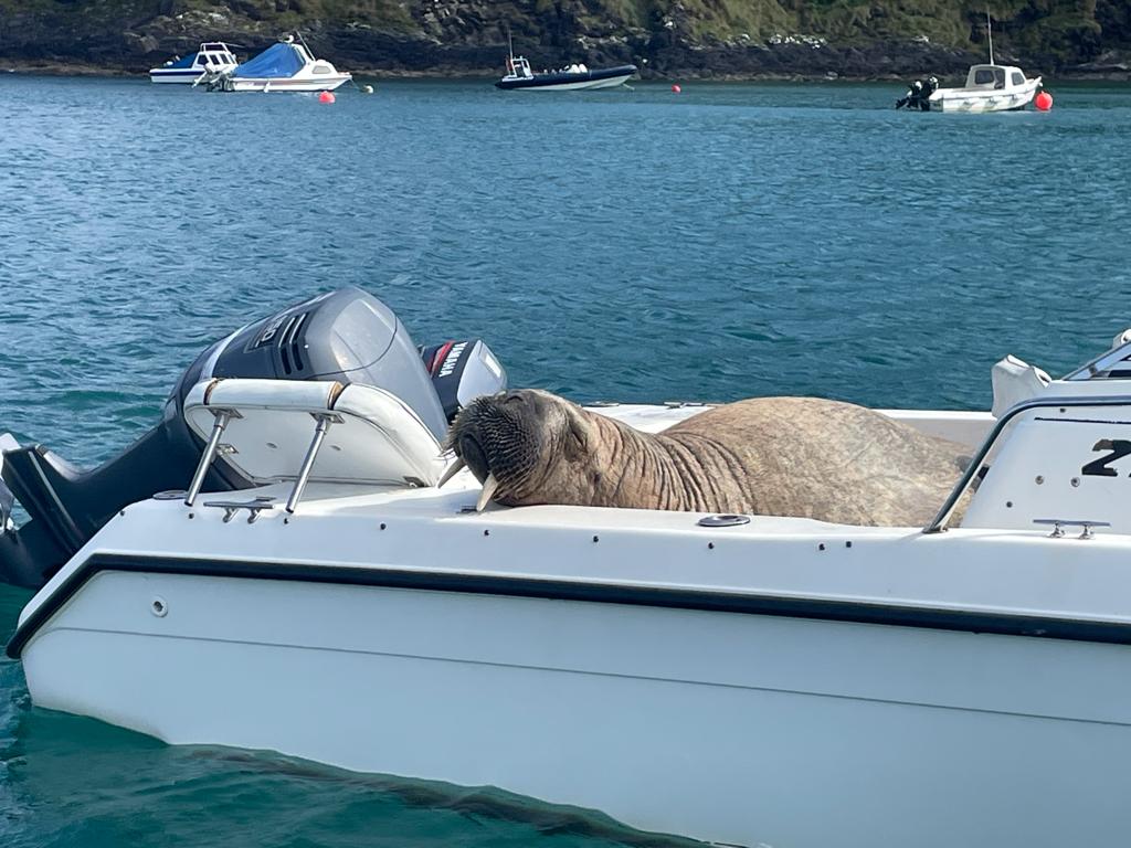 adrag1's tweet image. Walrus relaxing in a boat in Dunnycove, Ardfield, Co Cork having earlier sank one boat and damaged a number of others.
