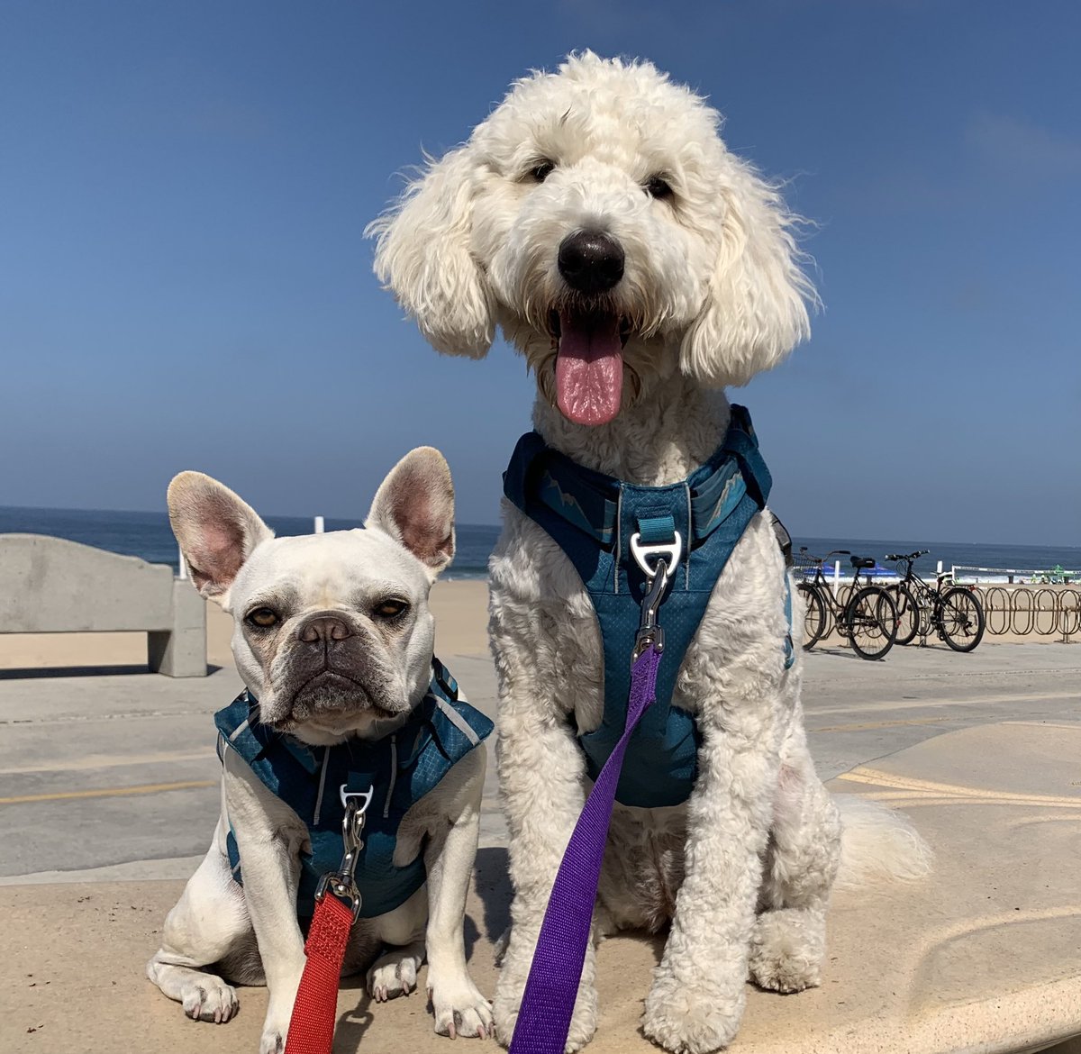 GlennonDoyle's tweet photo. Post a pic of you and your partner without posting a pic of you and your partner @AbbyWambach https://t.co/kkQUWZ0VMS