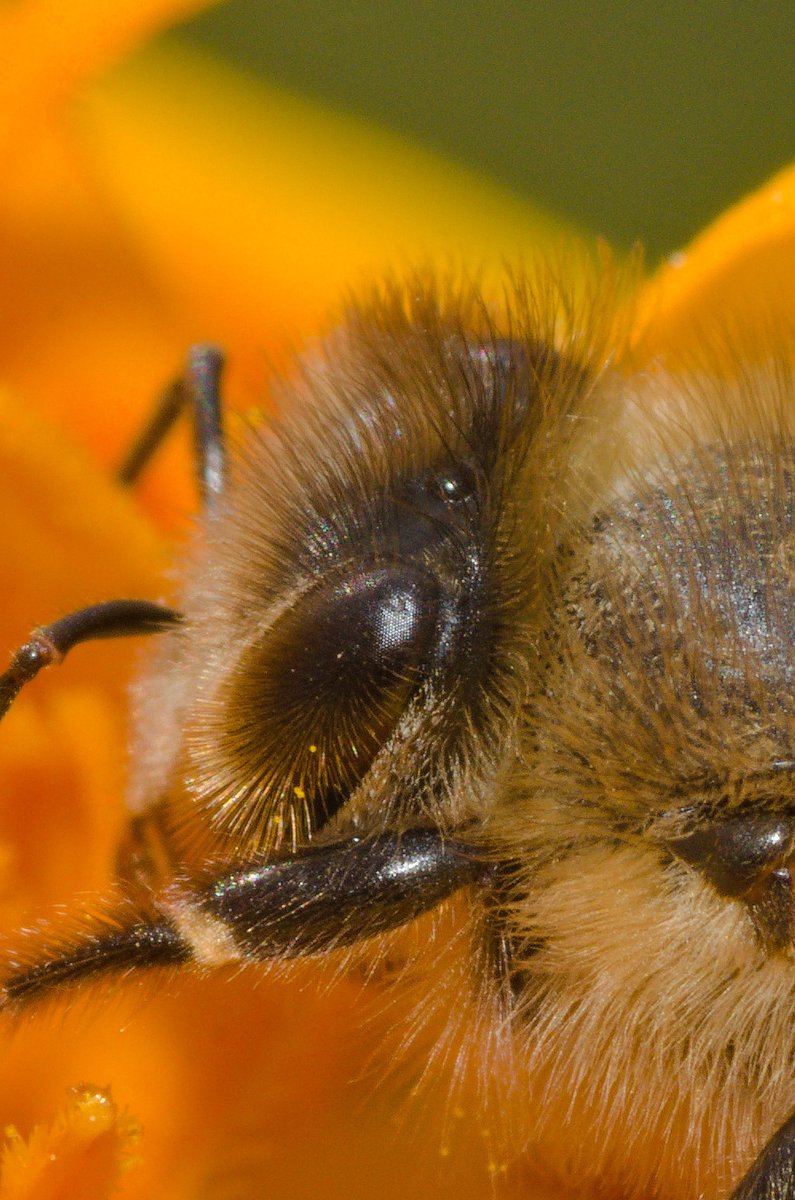 akarw's tweet photo. Nur eine der vielen (absolut harmlosen) Bienen, die die Studentenblumen auf der Terrasse anlocken 🐝 https://t.co/gIcglsYFX9