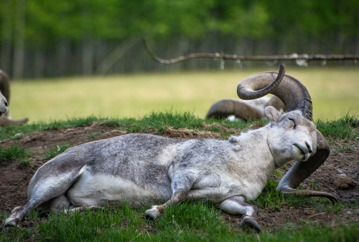 Monday mornings - am I right or am I ram, . . . I mean wrong!!!
#Yukonwildlife #TooPunny #FaceToFaceWithTheNorth #meetthenorth 
📸L.Caskenette