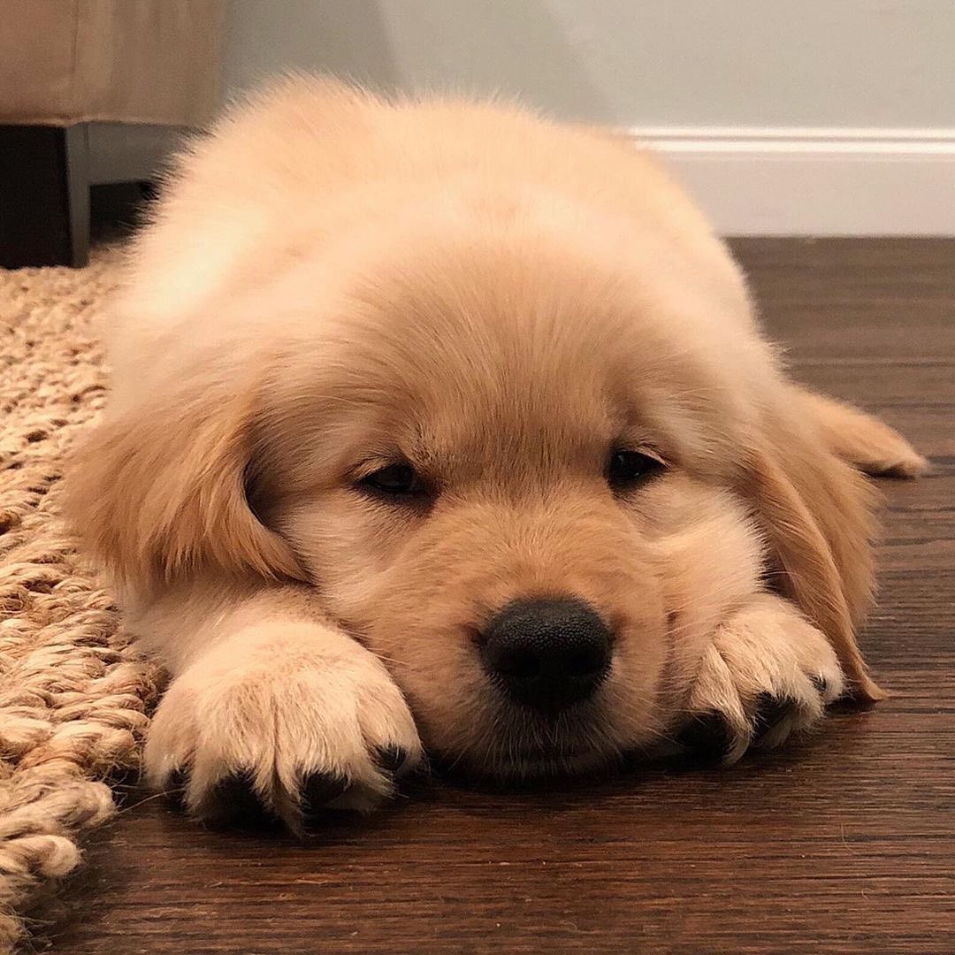 Dinomite🦖🧨 (@dinogodwhale) on Twitter photo 