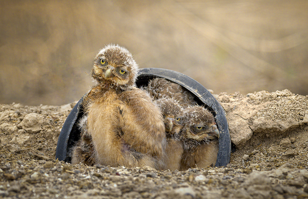 In retirement, Mensan Jim Shane is a volunteer photographer for the <a href="/peregrinefund/">The Peregrine Fund</a>. 

He caught this family of burrowing owl nestlings trying to sneak a peek at the outside world from their man-made den. 

<a href="/MensaBulletin/">Mensa Bulletin</a> #OpeningShots