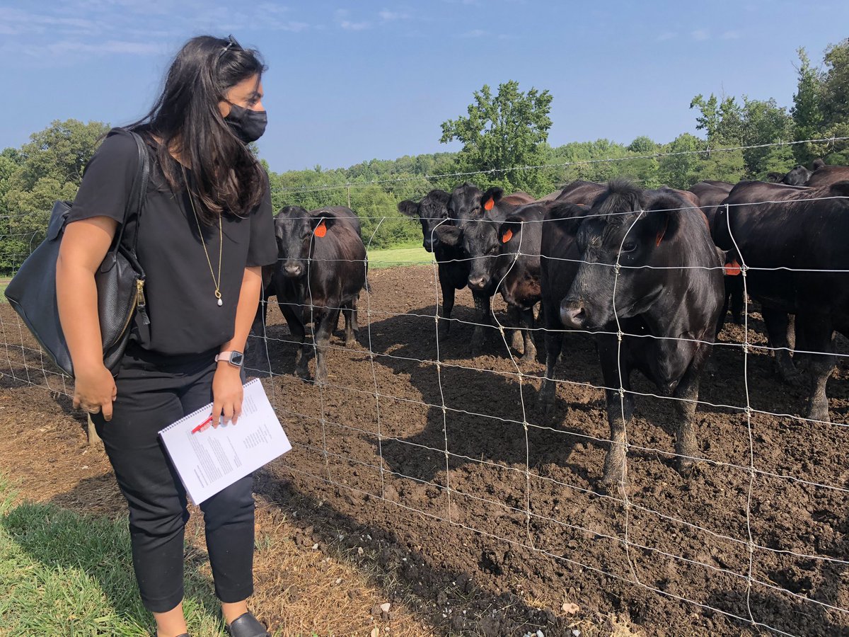 Neelo Soltanzadeh (@neelosol) on Twitter photo We’re thinking about all the ways we can make sense of agricultural phenomena and problems through the lens of science #onthefarmstem. I also met some cute cows 😍 We’re thinking about all the ways we can make sense of agricultural phenomena and problems through the lens of science #onthefarmstem. I also met some cute cows 😍
