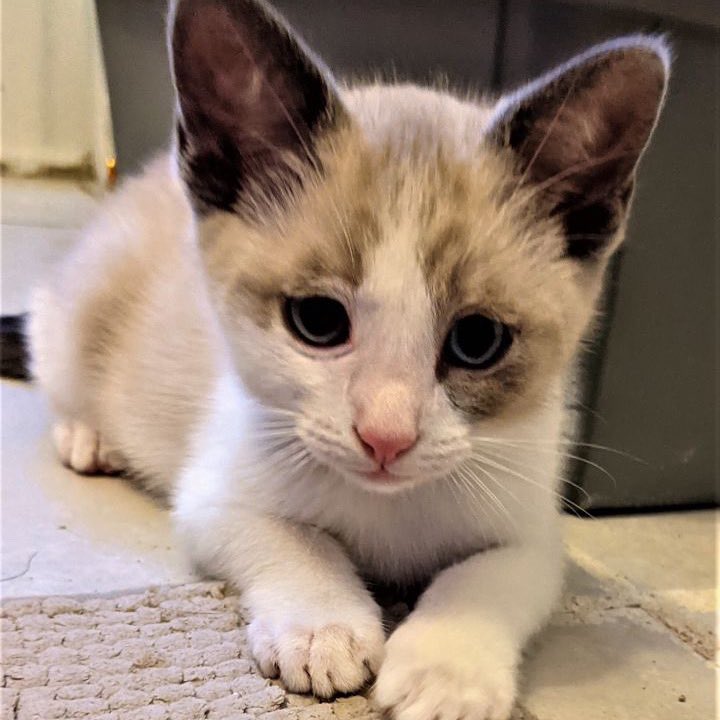 save2lives13's tweet photo. This is sugar! Learn about him here➡️➡️ https://t.co/8xrYzaPoB4 https://t.co/mRzVjkC2KS