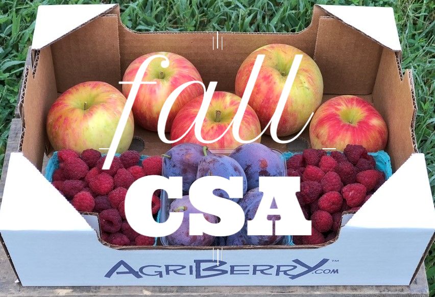 Agriberry Farm tweet media