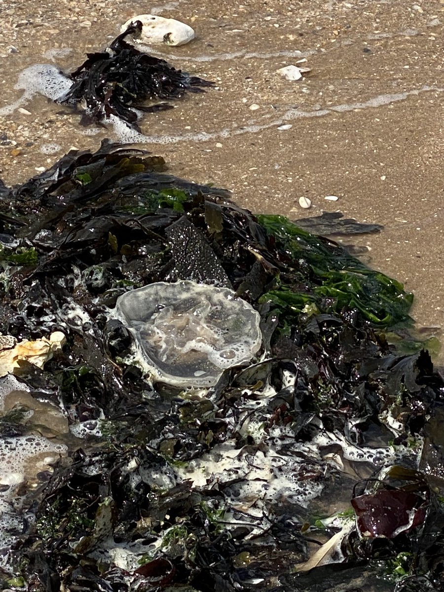 Jonathan Roomer tweet media