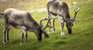 isabel c barrio (@icbarrio) on Twitter photo Save the date - we are aiming at having the next <a href="/HerbivoryN/">Herbivory Network</a> meeting in Tromsø 16-18 Nov 2021! Thanks to <a href="/uarctic/">UArctic</a> funding we can cover travel for early career scientists. Get in touch if interested! bit.ly/3jx449O <a href="/TundrAsalad/">TUNDRAsalad</a> Save the date - we are aiming at having the next <a href="/HerbivoryN/">Herbivory Network</a> meeting in Tromsø 16-18 Nov 2021! Thanks to <a href="/uarctic/">UArctic</a> funding we can cover travel for early career scientists. Get in touch if interested! bit.ly/3jx449O <a href="/TundrAsalad/">TUNDRAsalad</a>