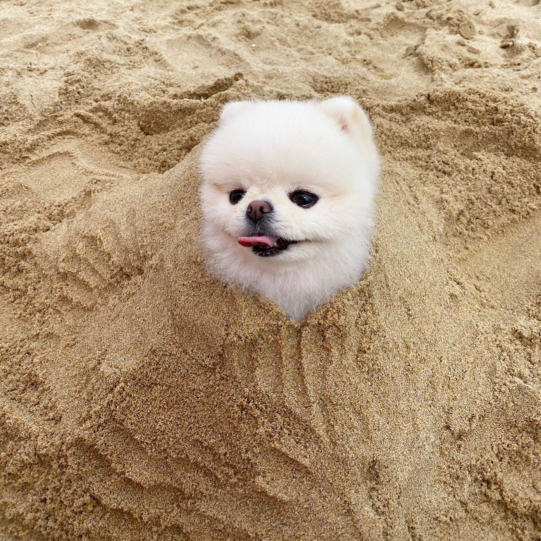 Dinomite🦖🧨 (@dinogodwhale) on Twitter photo 