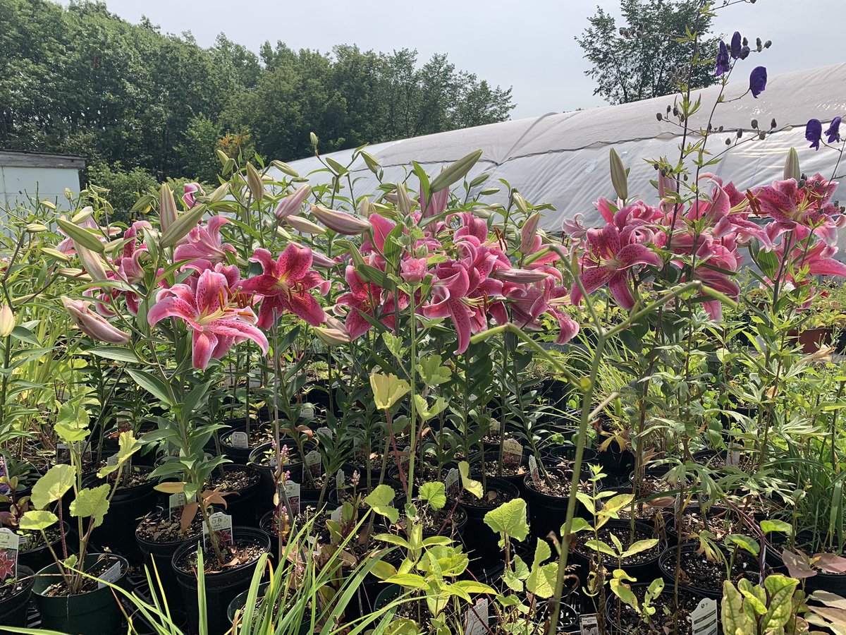 lakai12's tweet photo. If you’ve not visited Currie’s Greenhouse, now is a great time!  The flower pots are crazy gorgeous and the sale is awesome! https://t.co/etEZd5gUwk