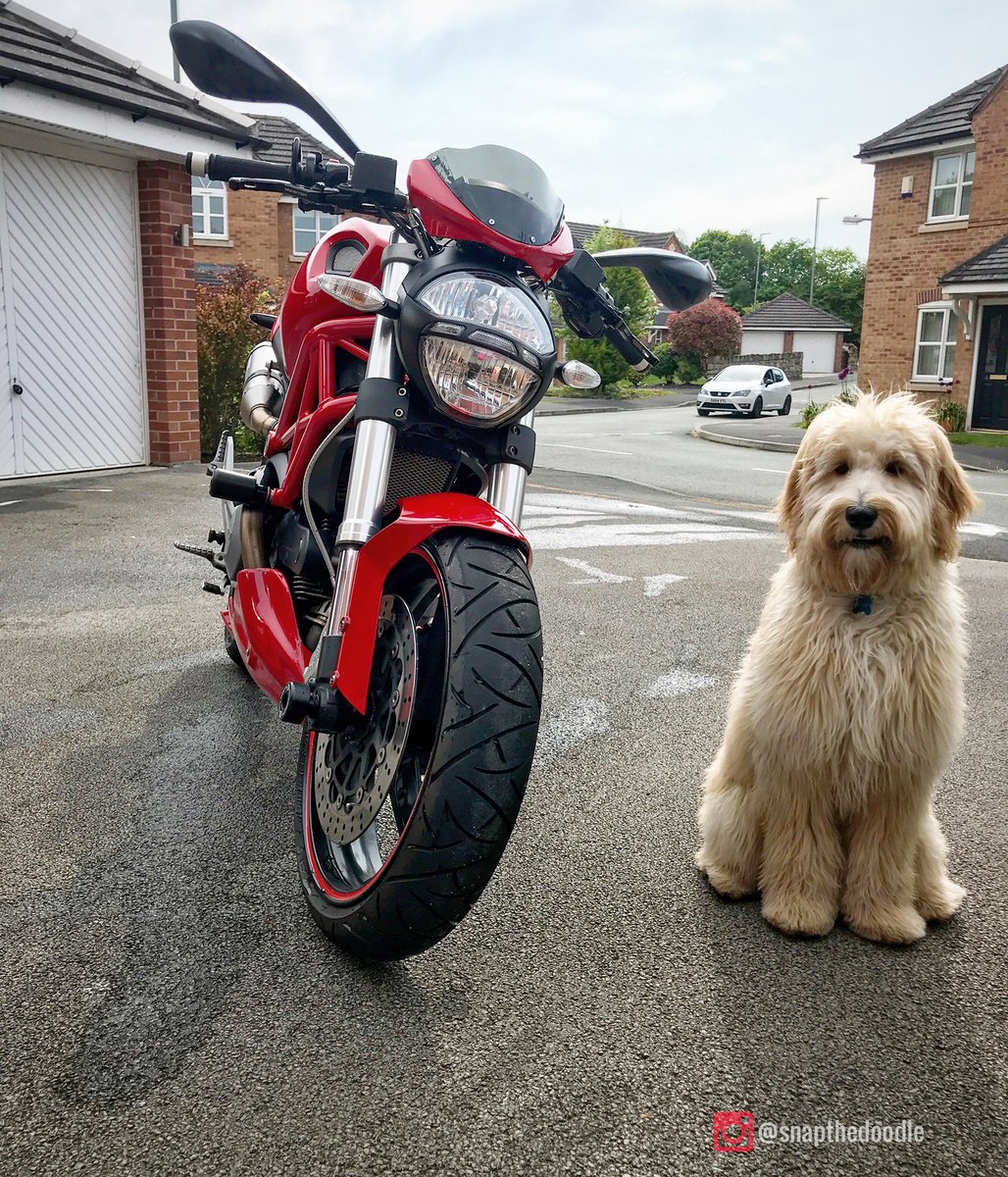 markiepoos's tweet photo. #Goldendoodles &amp; @Ducati Motorbikes… What more would you want? 🐾 🚀 

@snapthedoodle 

#ducati #motorbike #dog #doggo #puppy https://t.co/N84HzqTzp2