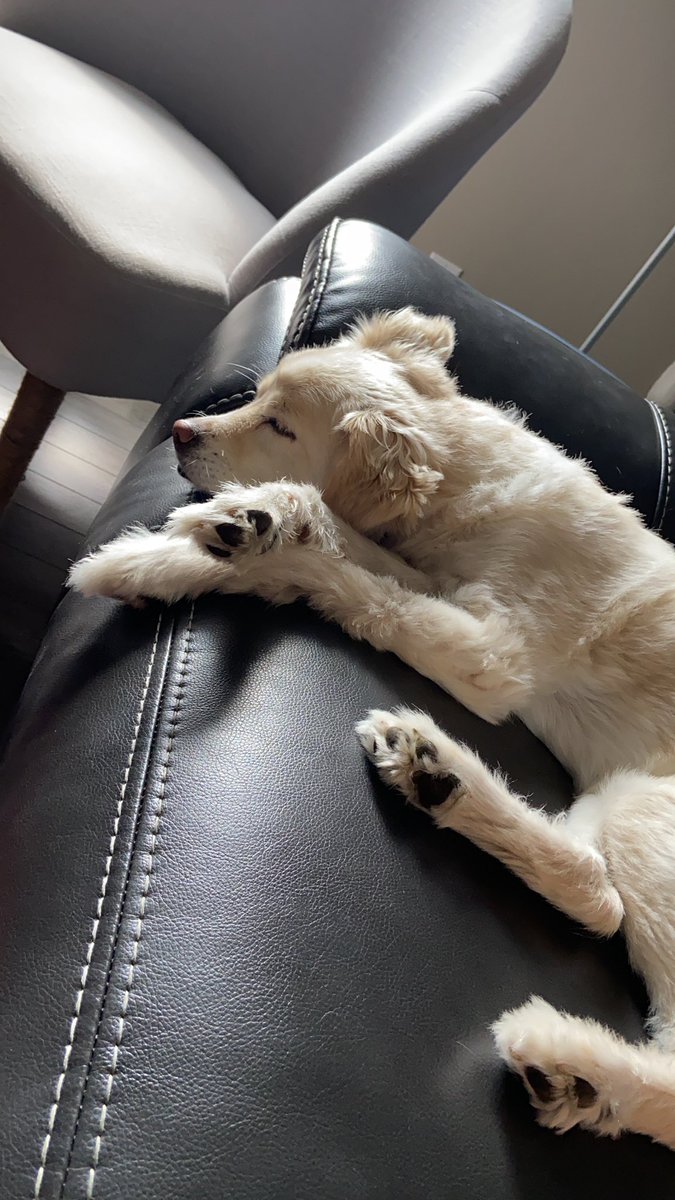 rogerapage's tweet image. The senior #DirtyB gettin’ his chill on