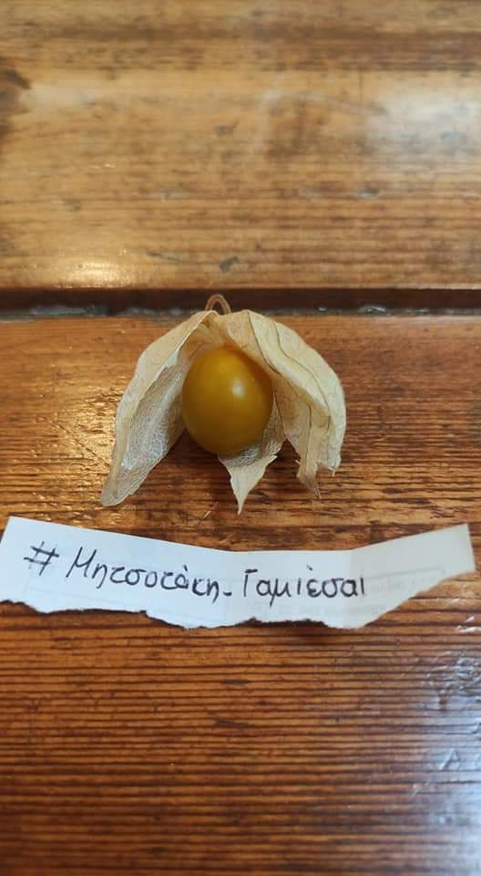 AntonFlitz's tweet photo. Μου φέρανε σήμερα να δοκιμάσω ένα περίεργο φρούτο, το ανοίγω και ...... τι να δω μέσα ? 

#Μητσοτακη_γαμιεσαι https://t.co/2pIoCtX1s7