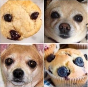YourPalRoss's tweet photo. Chihuahua's have very cute faces https://t.co/qlVJHwoWrD