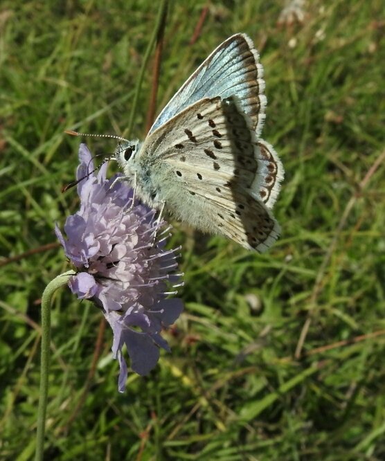 martingreenish4's tweet photo. Chalkhill Blue on Rodborough Common this morning @chelle36964384 #Stoud https://t.co/LhlTR2KlSZ