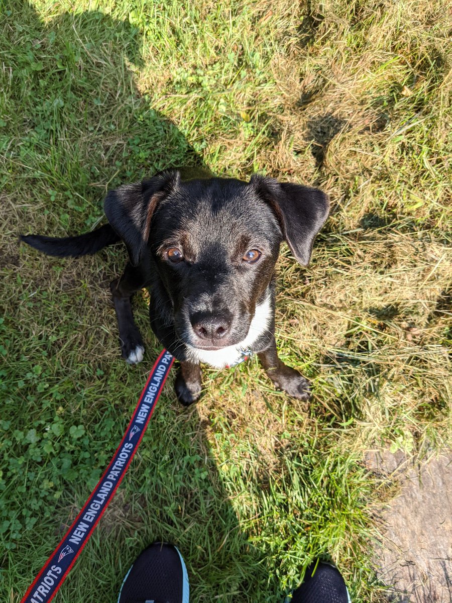 SarahStoppe's tweet photo. Our family grew by 4 paws this weekend! I can't wait for him to meet his classmates 🙂 https://t.co/J0gkHnyCeE