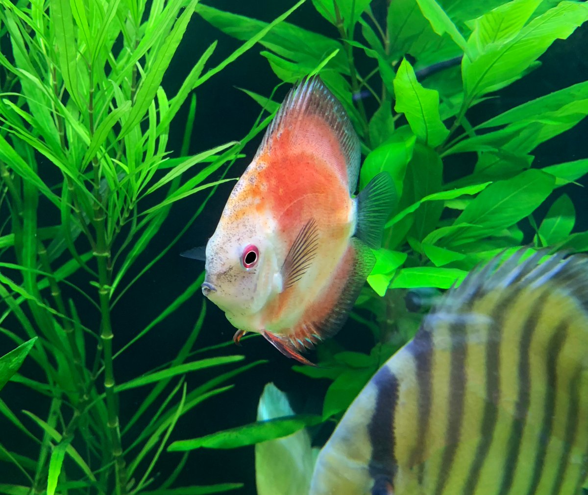 Consider keeping the beautiful #discus, considered to be one of the crown jewels of the #freshwater #aquarium hobby. We have several stunning varieties in the shop!