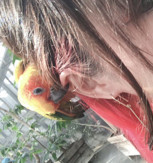 これも ア ッッッッッッッッ って声出たやつ 耳千切れる もろのイラスト これも ア ッッッッッッッッ って声出たやつ 耳千切れる もろのイラスト