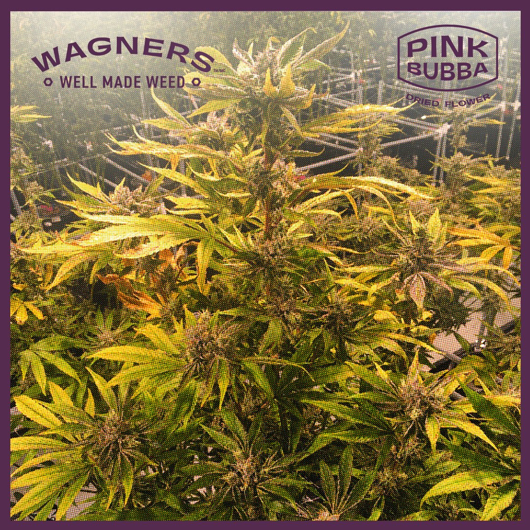 A little Pink. A little Bubba. A lot of Kush. Have you tried Pink Bubba yet?

#WellMadeWeed #SmoothSmoke #IndoorGrown